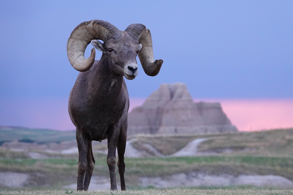 Battle Scars   Badlands, Bighorn Sheep, Sunset Photography Art | Josh Lien (@joshlien27)