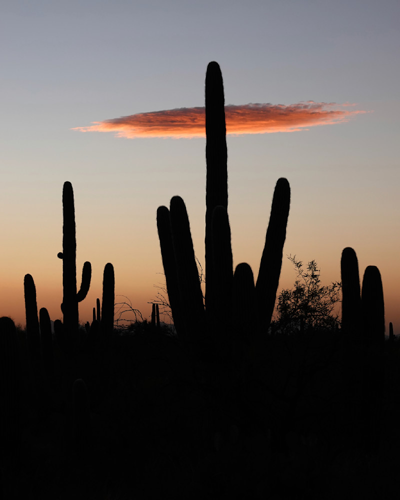 Sombreroed Saguaro   Saguaros, Sunset Photography Art | Josh Lien (@joshlien27)
