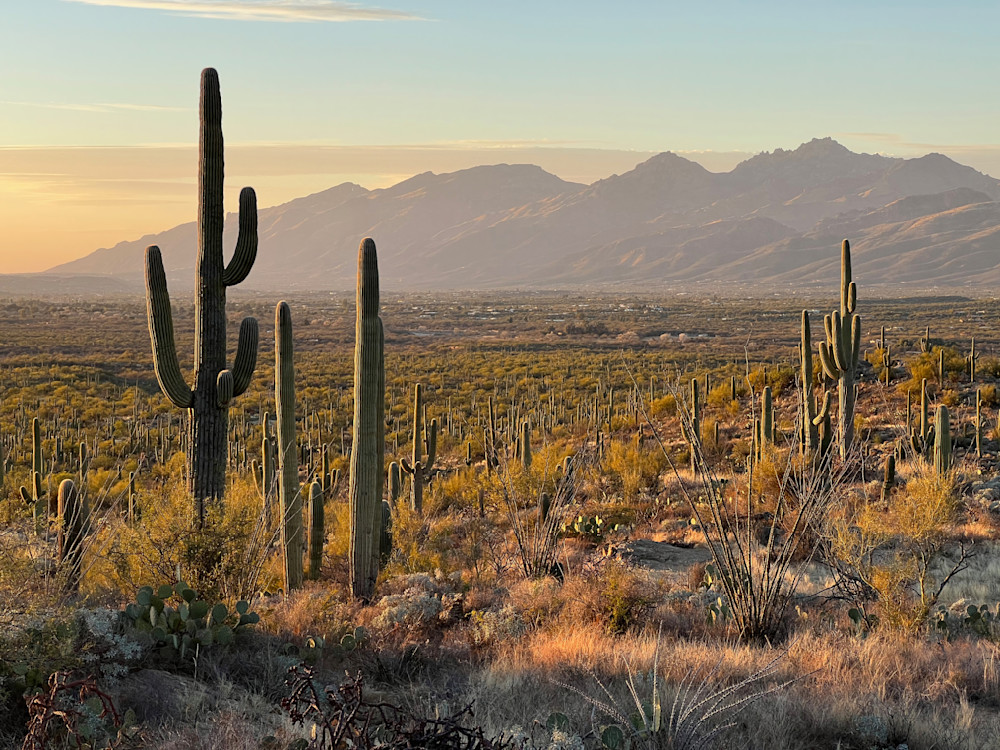 Comedown   Saguaros, Mountains, Sunset  Photography Art | Josh Lien (@joshlien27)