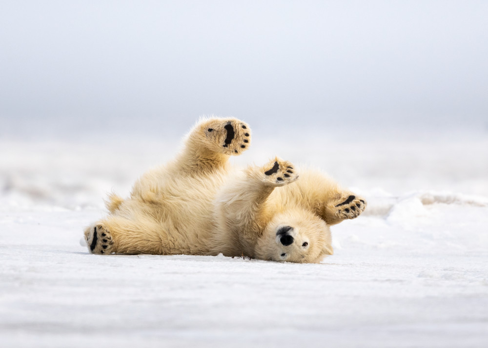 Polar Bear Scratch  Photography Art | Tom Ingram Photography
