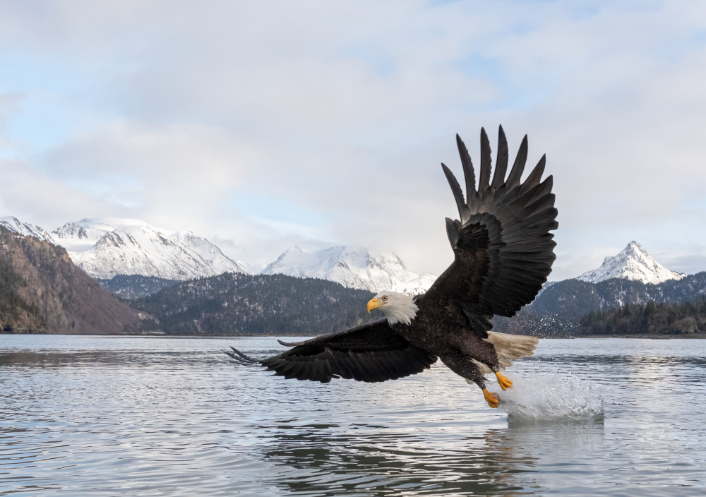 Bald Eagle Catching Fish  Photography Art | Tom Ingram Photography