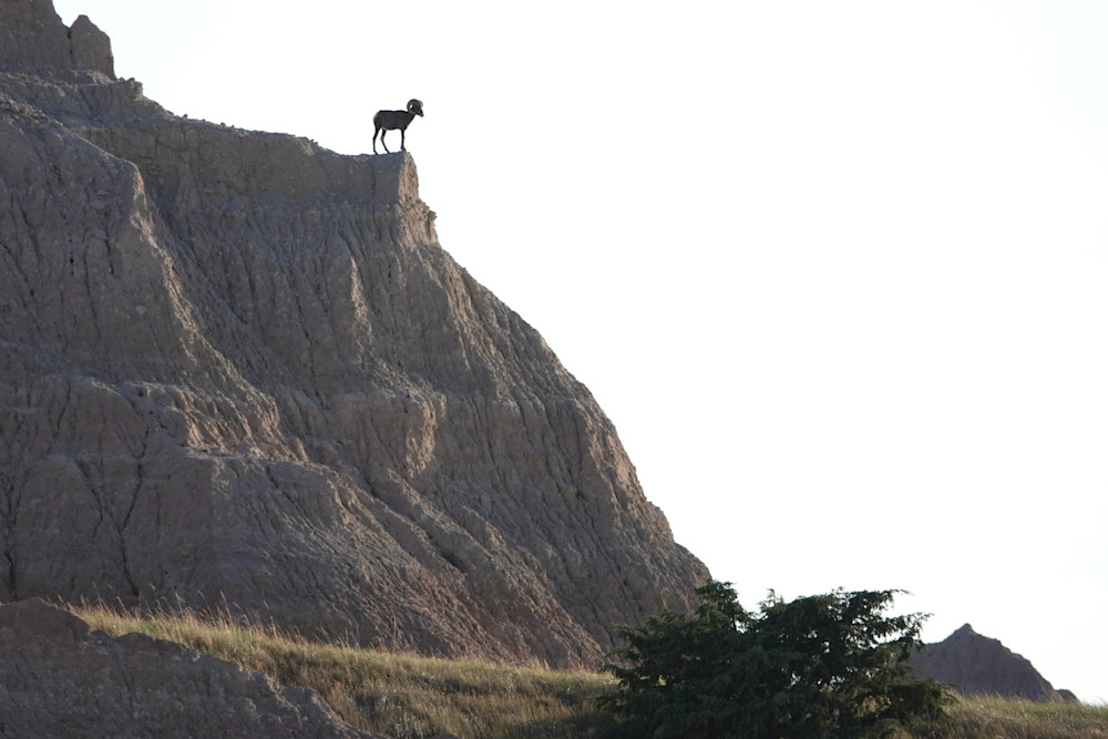 Ram On A Ledge   Bighorn Sheep, Badlands Photography Art | Josh Lien (@joshlien27)