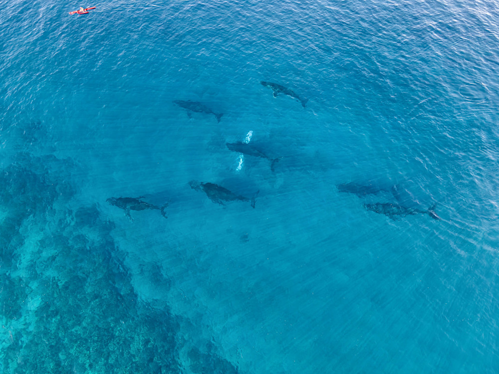 Humpback Formation Art | StephanieDay