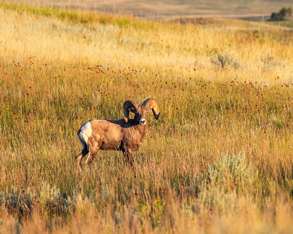 Bighorn Sheep on the Prairie — Theodore Roosevelt National Park fine-art photography prints