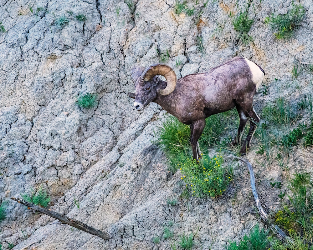 Bighorn Sheep in the Badlands — Theodore Roosevelt National Park fine-art photography prints