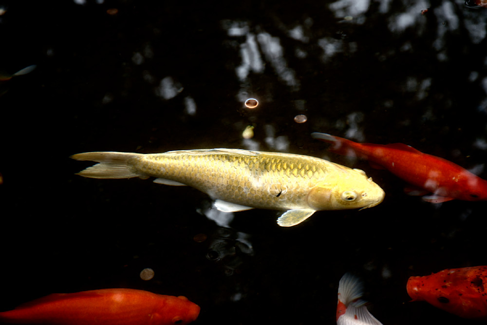 Large Yellow Koi In Pond Photography Art | Pacific Coast Photo