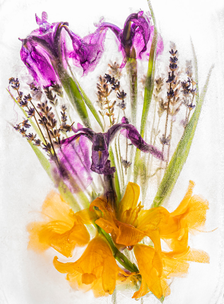 June Blooms Photography Art | Paula Tremba Photographs LLC