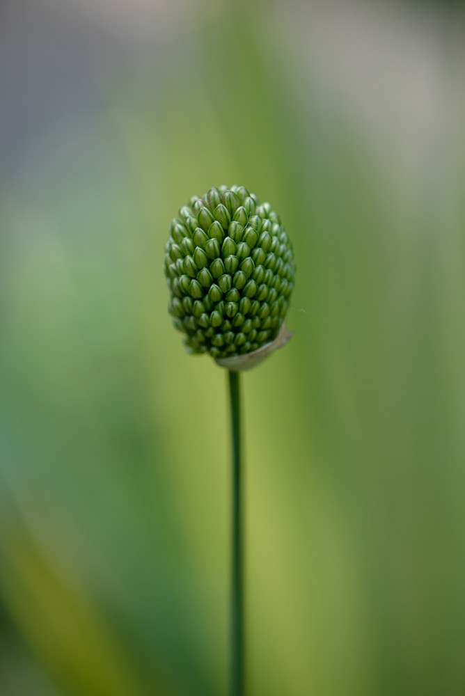 Drumstick Allium Flower Fine Art Print by Sally Halvorsen; available on Canvas, Metal, and more.