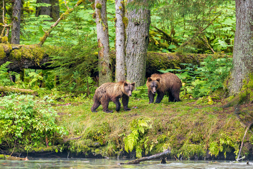 Bears In The Magical Forrest Art | Alaska Wild Bear Photography