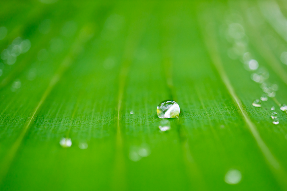 Dew Drop On Palm Photography Art | Kelly Nine Photography