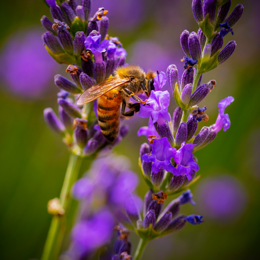 Honeybee Through Lavender