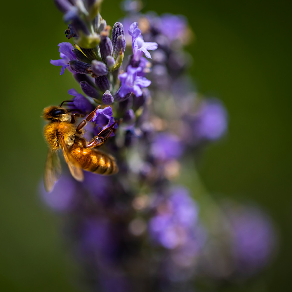 Honeybee in Abstract Focus