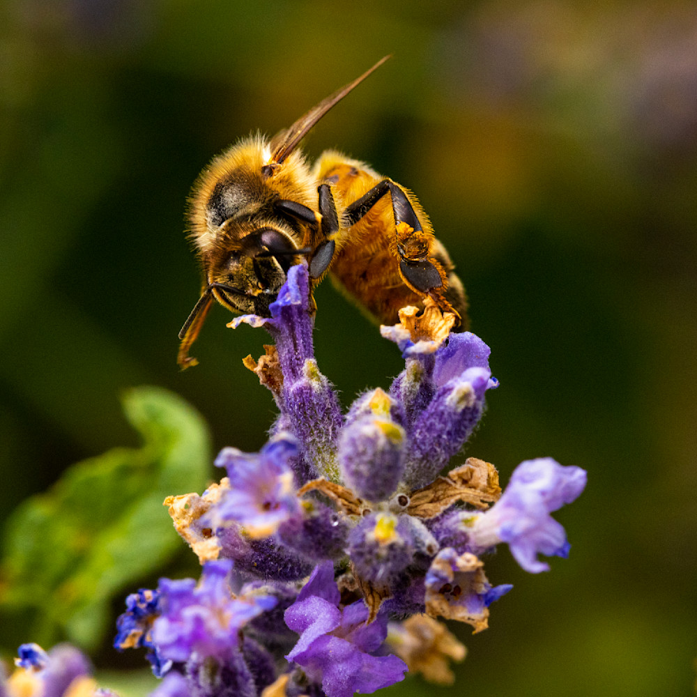 Honey Bee Buzzing on Lavender 