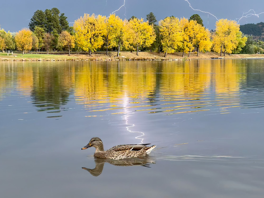 Quack To The Future   Canyon Lake Park, Fall Photography Art | Josh Lien (@joshlien27)