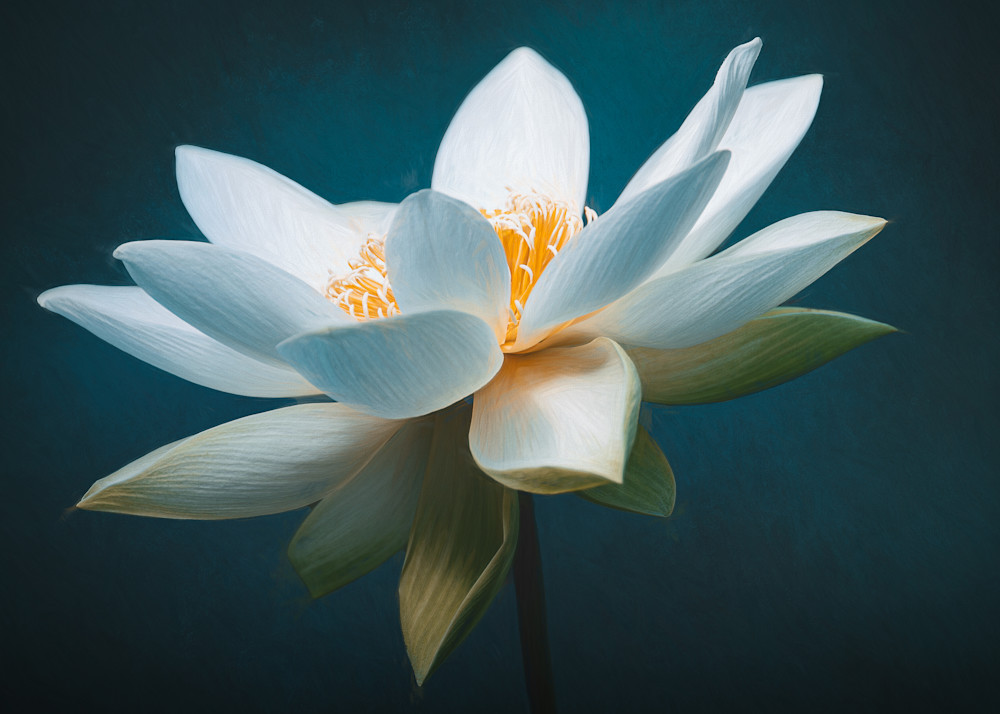 Painterly white lotus on a deep marine blue background