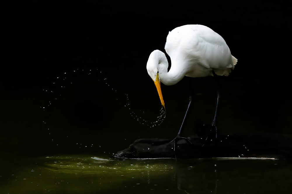 Great Egret Art | Sarah E. Devlin Photography