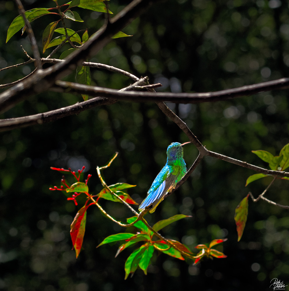 Humming Bird On A Branch Photography Art | Rick Perkins Photography