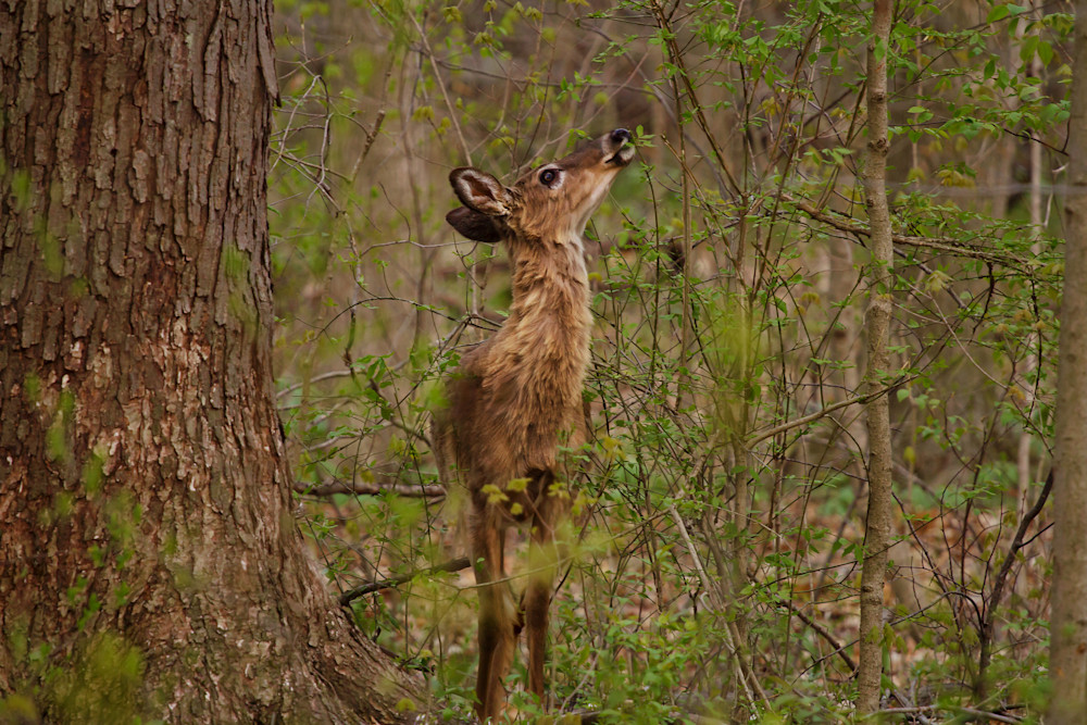 Deer Grazing in the Ohio forests