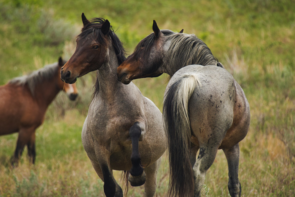 Wild Horses at Theodore Roosevelt National Park | North Dakota
