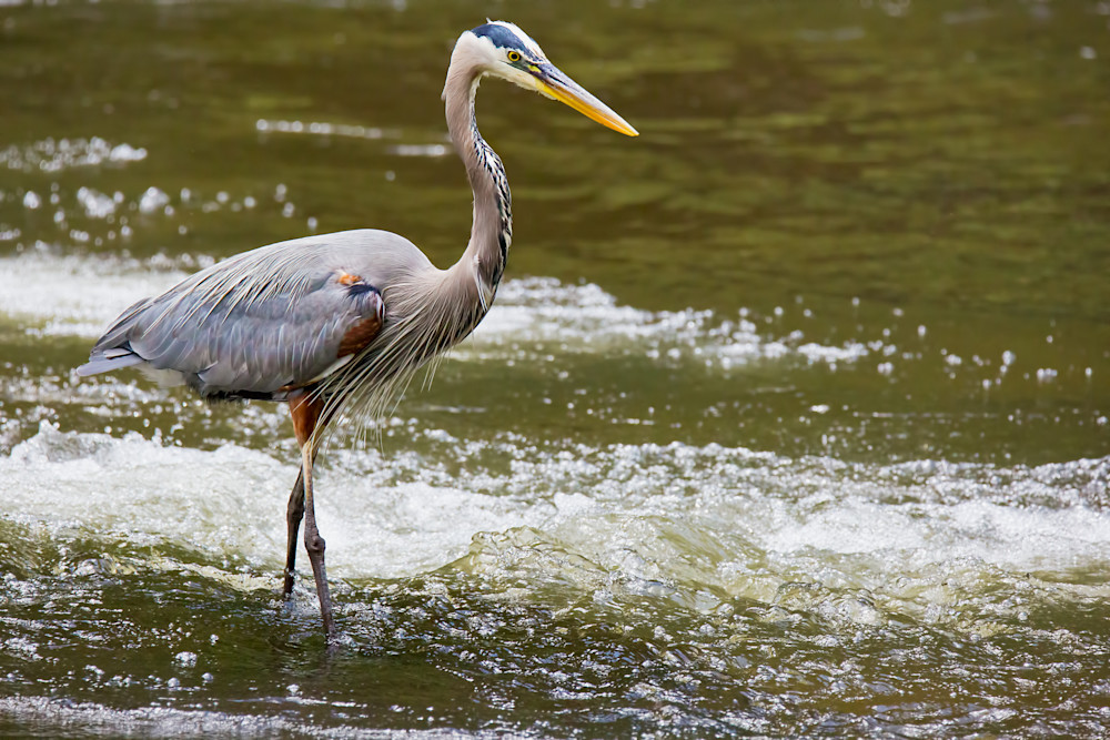 Great Blue Heron Fishing | Tennessee 
