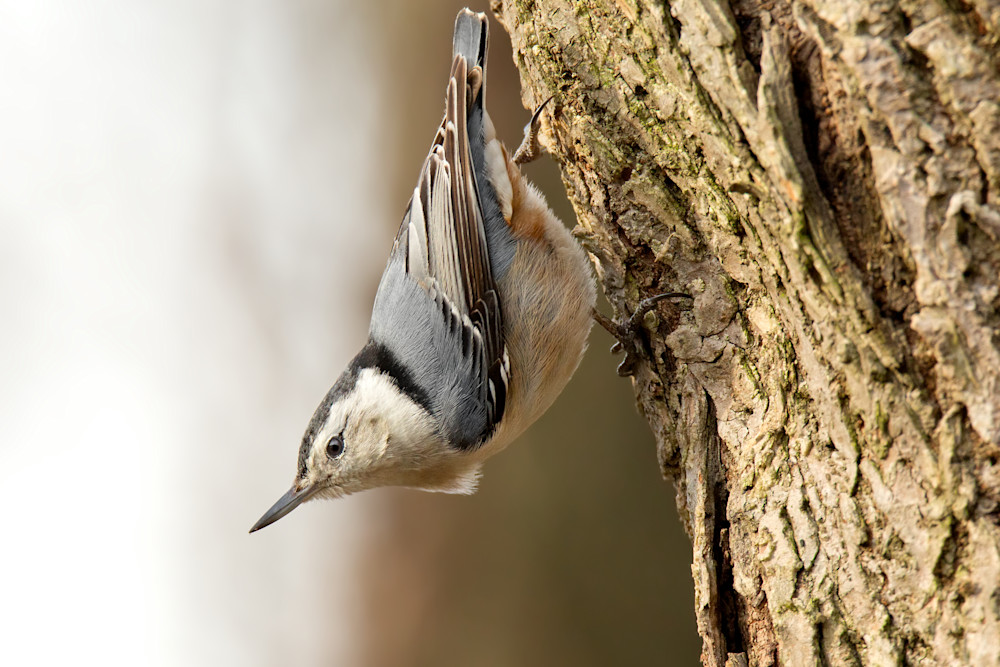 White Breasted Nuthatch Photography Art | Striped Moon Studios