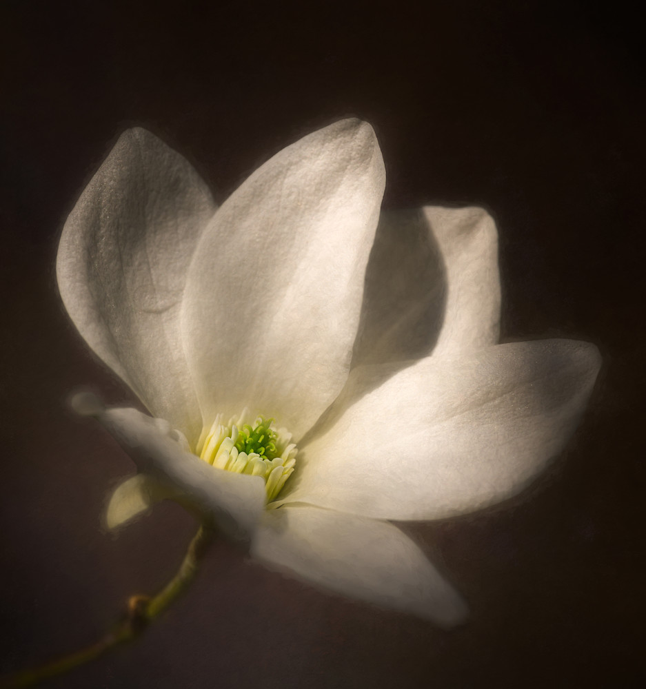 High contrast magnolia flower on sepia background
