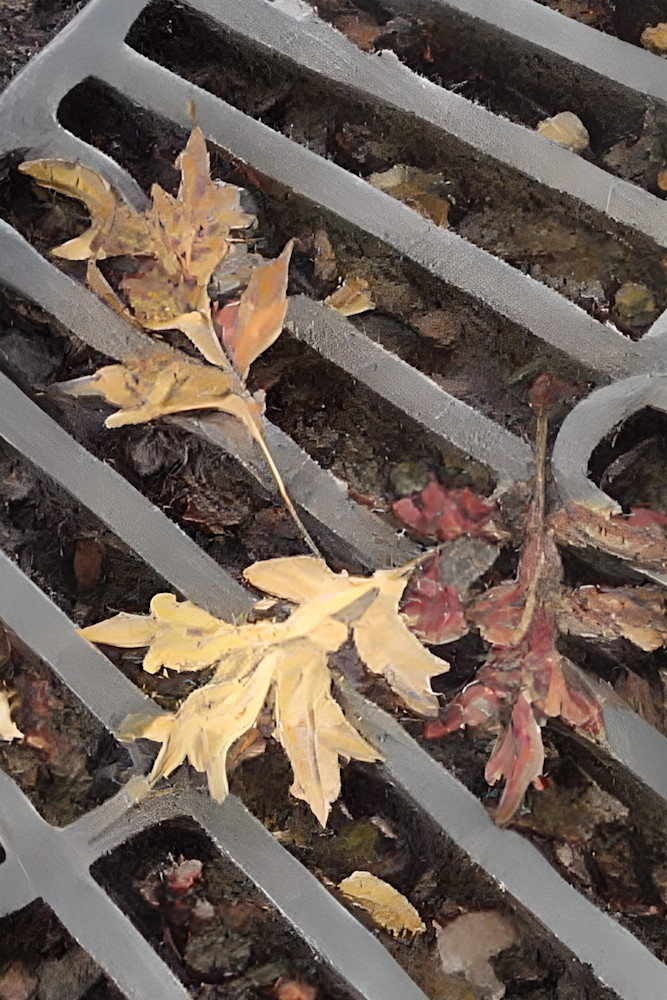 Pin Oak Leaves on a Grate