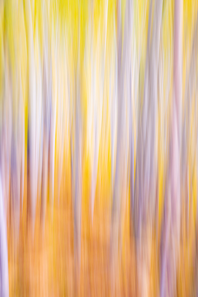 Pastel Forest Photography Art | David Downs Photography LLC