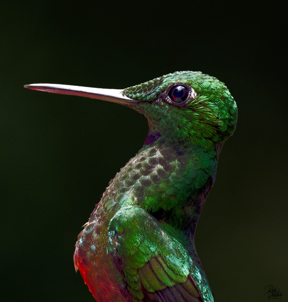 Portrait Of A Hummingbird Photography Art | Rick Perkins Photography