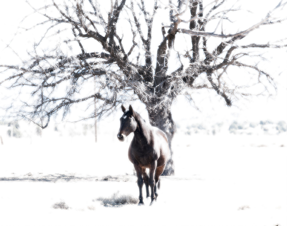 Powers Tree Photography Art | Nature is Fine Art