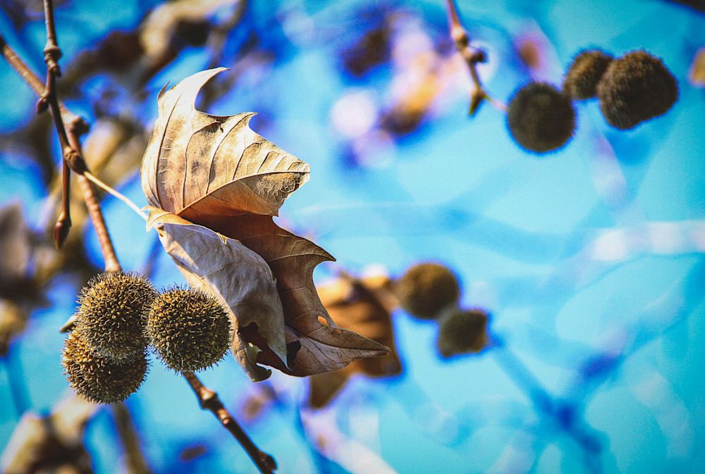 "Winter Nuts" Photography Art | Sammy Davis Fine Art Photography