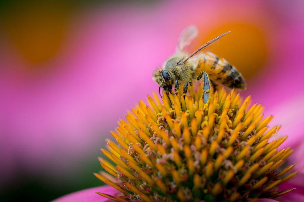 Honey Bee Portrait Photography Art | David Downs Photography LLC