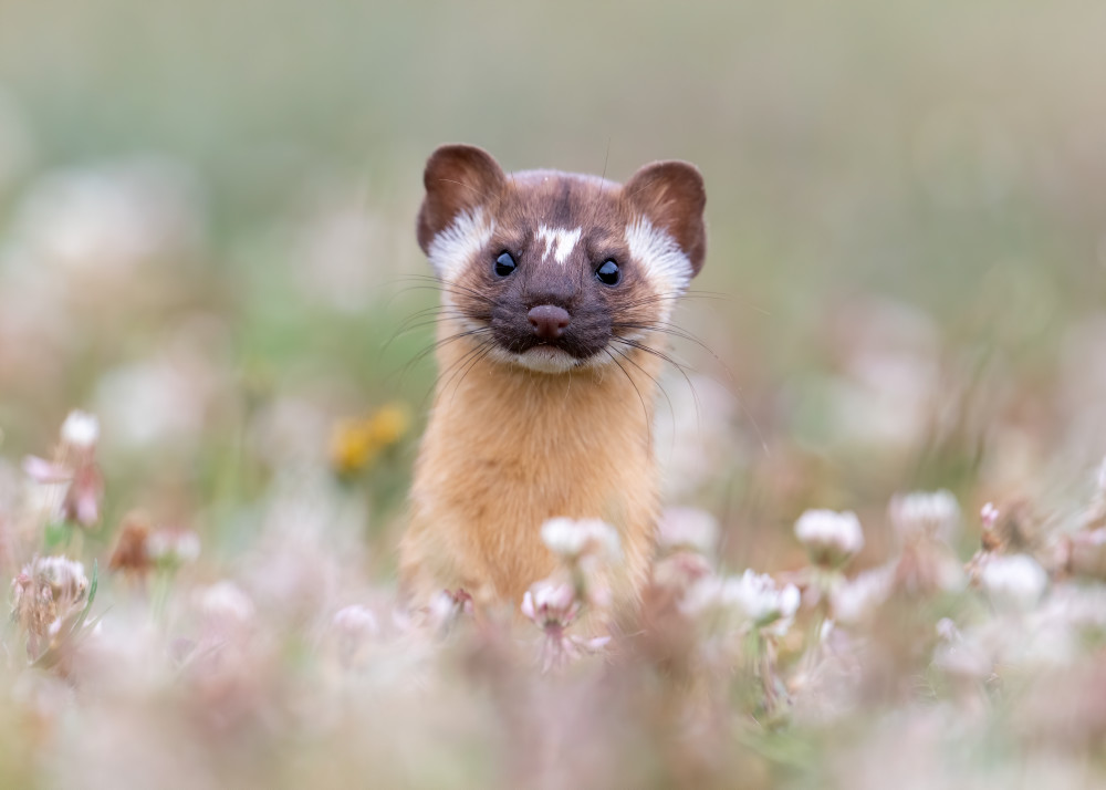 Long Tailed Weasel Playing Peek A Boo Photography Art | Tom Ingram Photography
