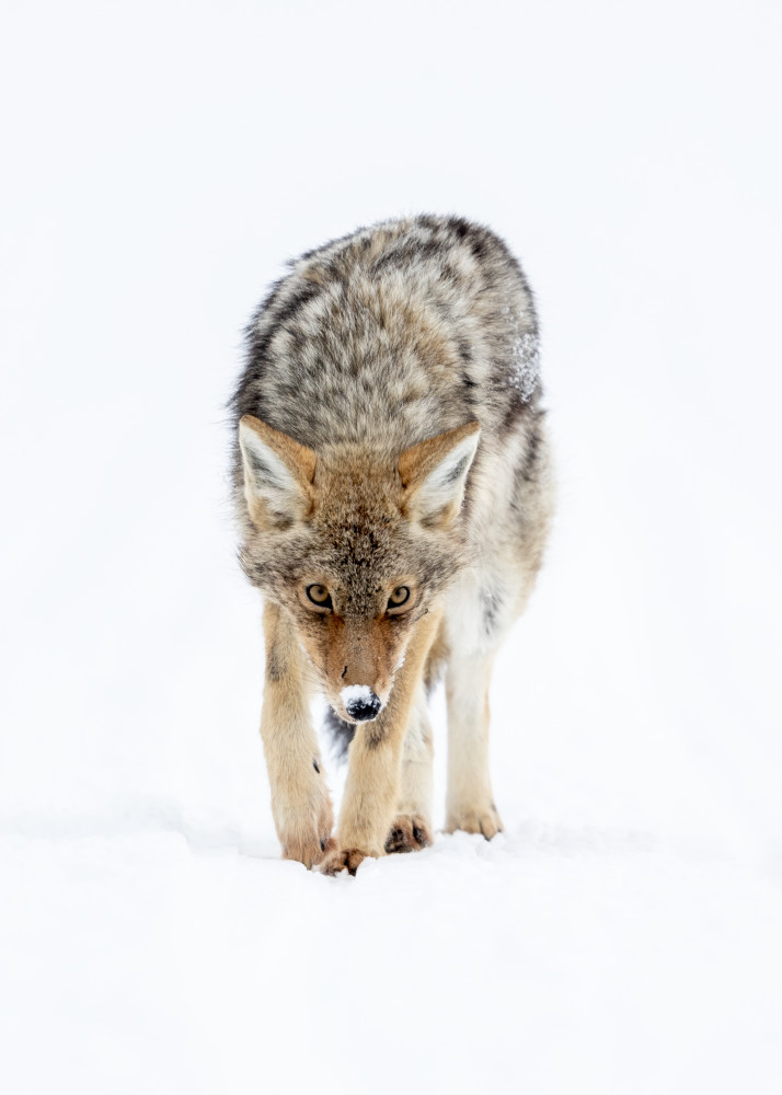 Hunting Coyote In Winter Photography Art | Tom Ingram Photography