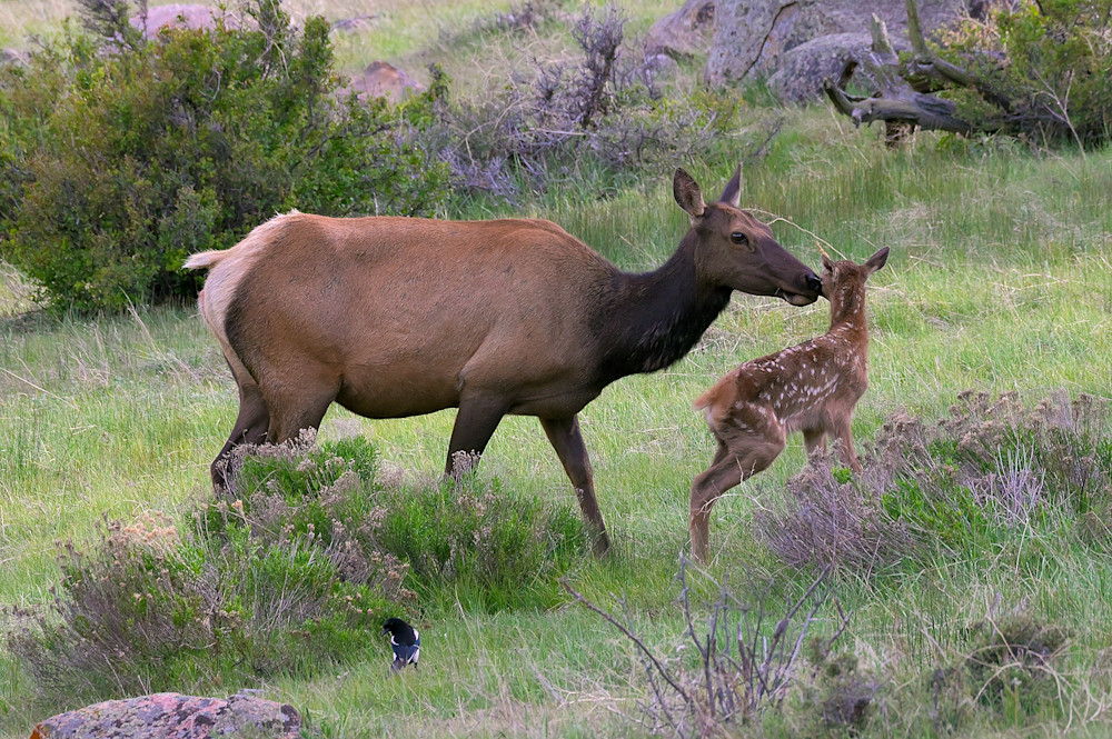 Elk Mother & Calf Photography Art | Nicholas Jensen Photography
