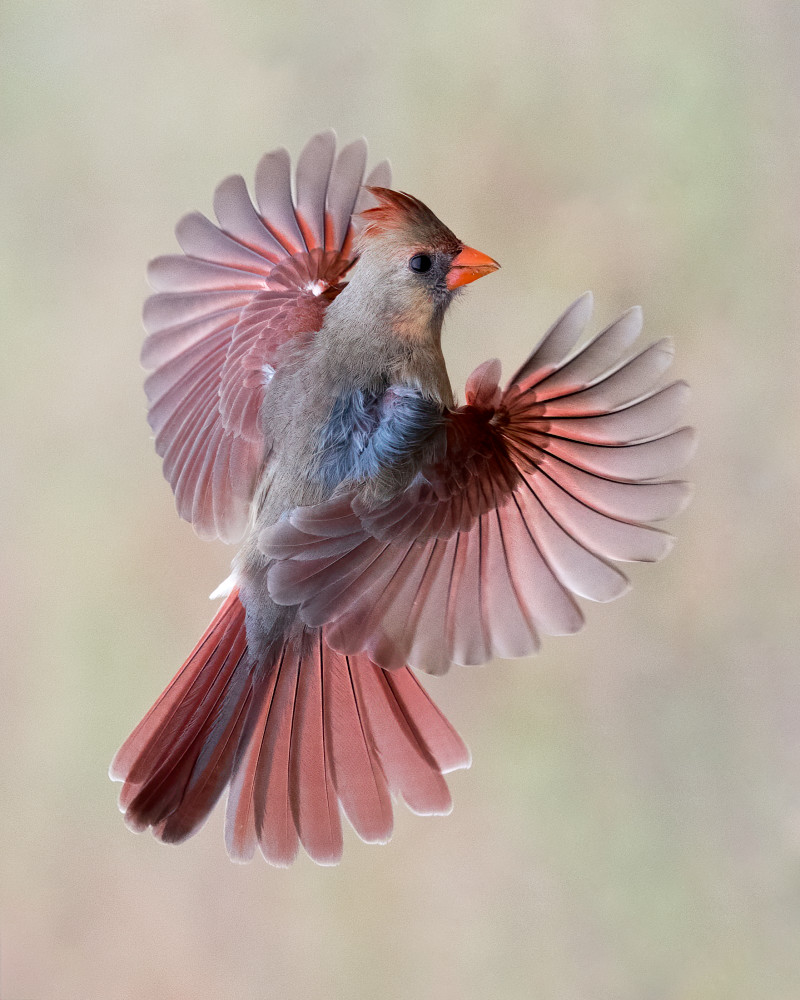 Northern Cardinal Female In Flight Photography Art | Tom Ingram Photography