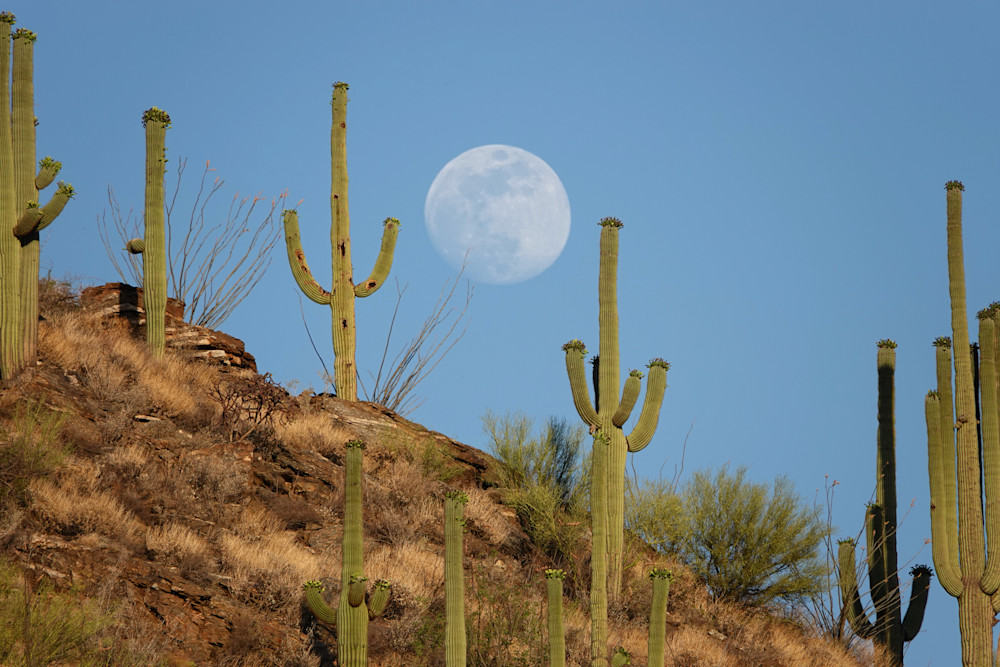 And It's Good   Saguaros, Moon Photography Art | Josh Lien (@joshlien27)