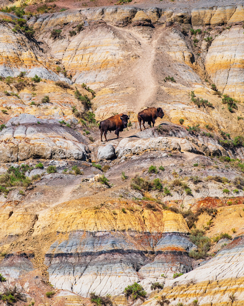 Badlands Bison — Theodore Roosevelt National Park fine-art photography prints