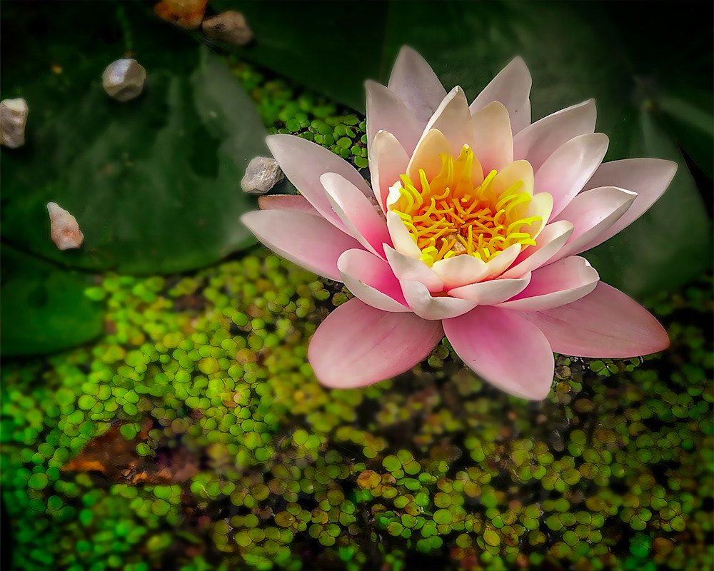 Water Lilly Photography Art | J-M Artography