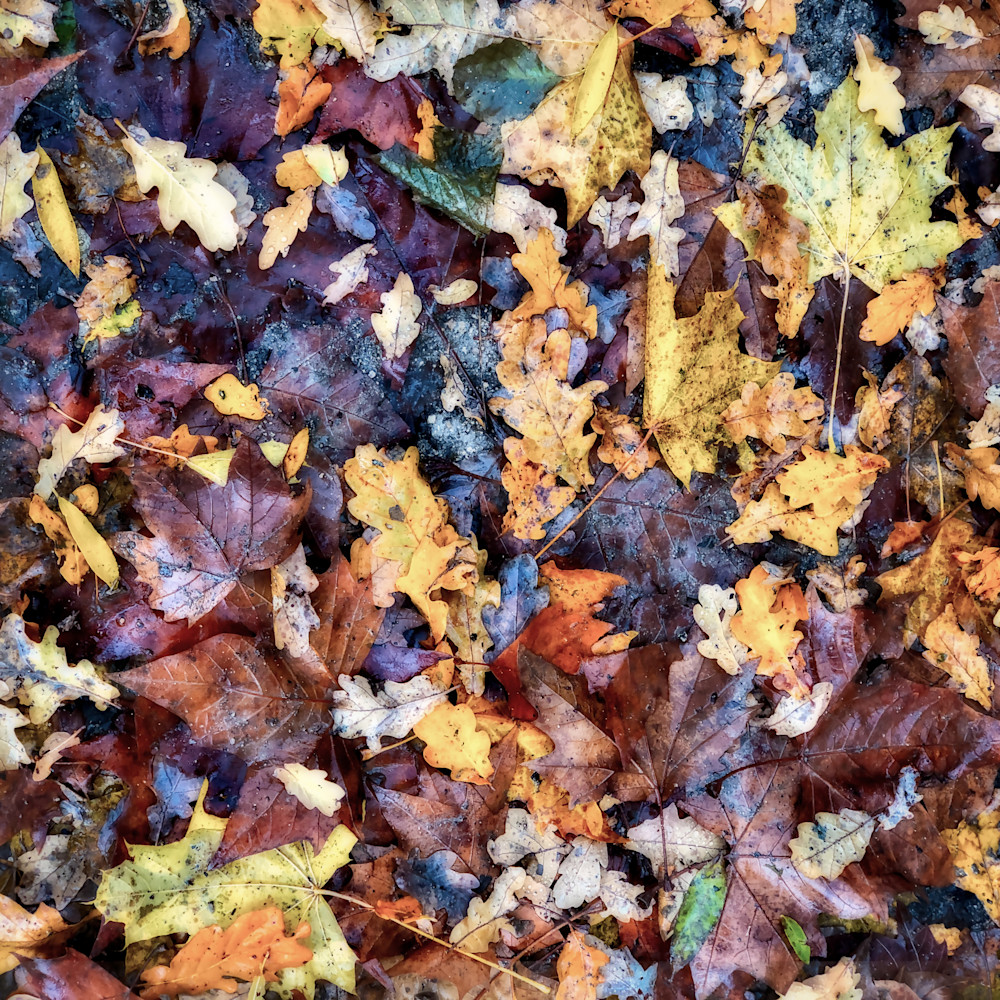 Autumn Leaves Photography Art | J-M Artography