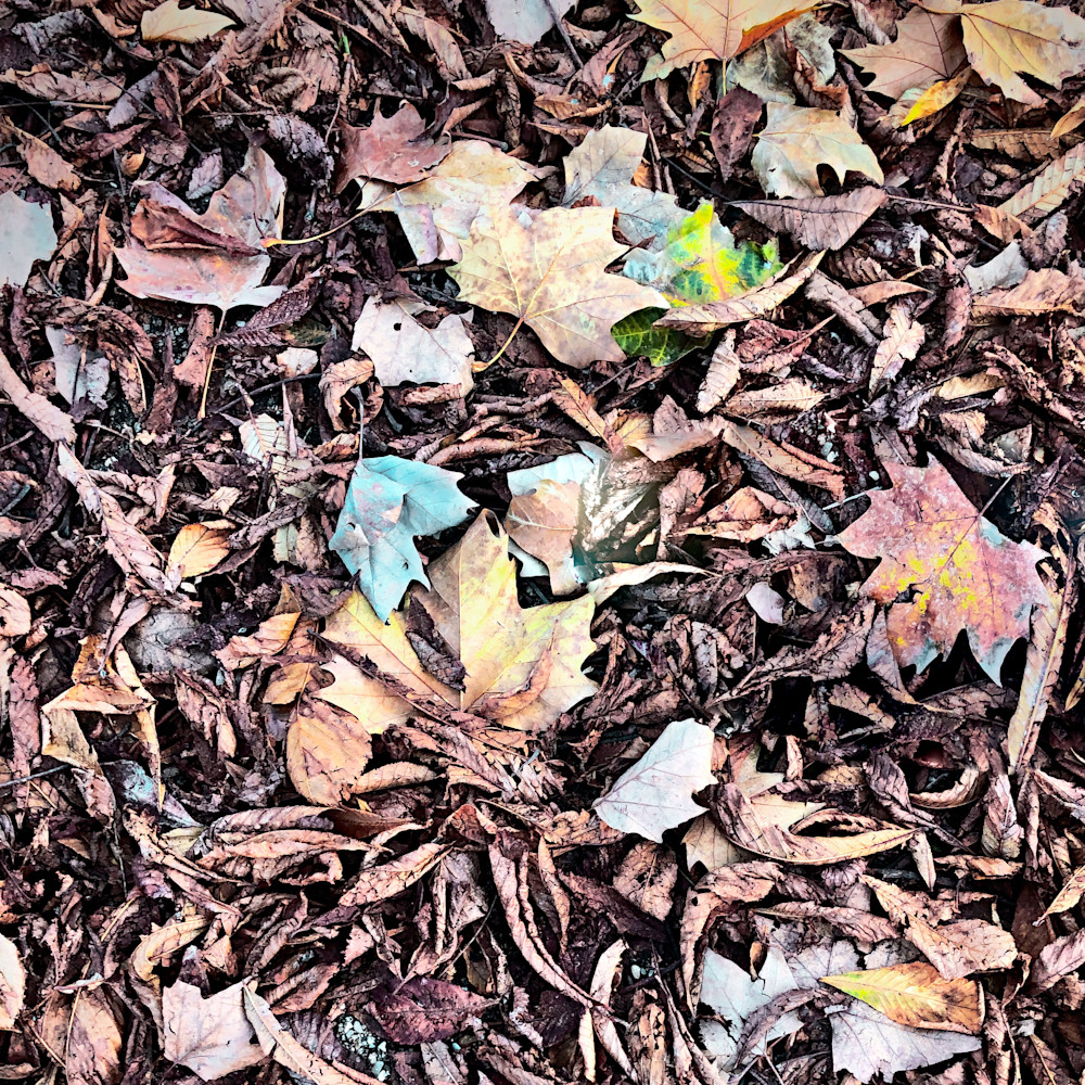 Autumn Leaves 3 Photography Art | J-M Artography