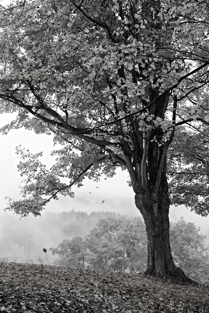 John E. Kelly Fine Art Photography – Falling Leaves - Land and Sky