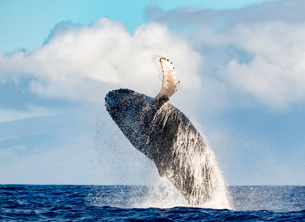 Humpback Breaching,  Maui Hawaii  Photography Art | Tom Ingram Photography