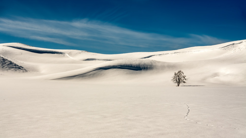 Winter Footsteps Through Lamar Valley Yellowstone  Photography Art | Tom Ingram Photography