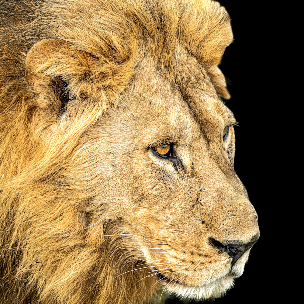 Sekote The Lion   1 Photography Art | LeatherMark Productions