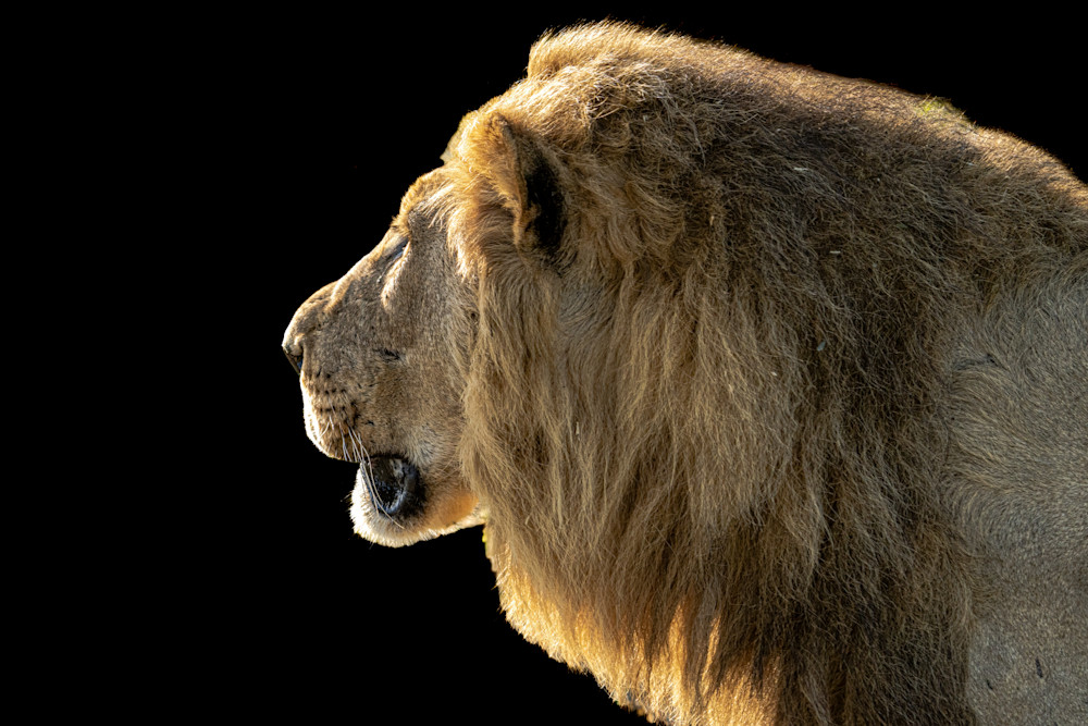 Male Lion Looking Away   1 Photography Art | LeatherMark Productions