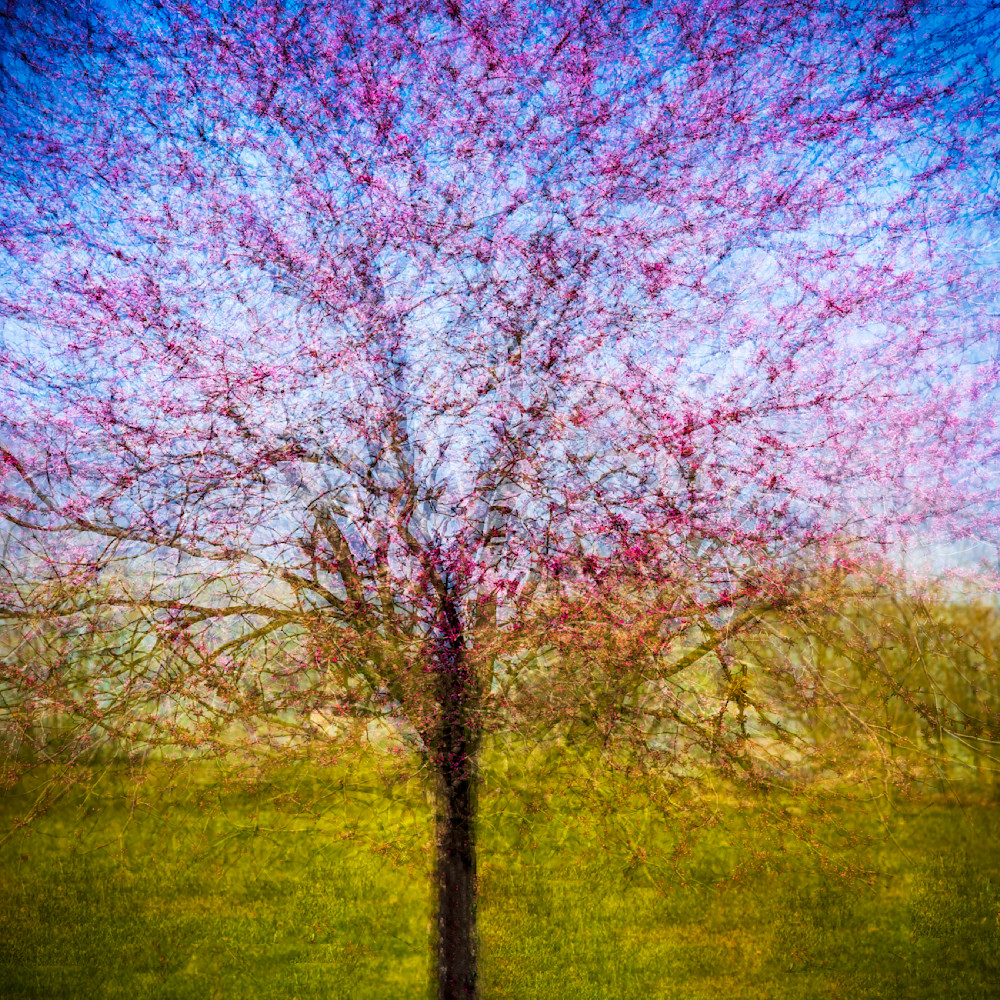 Early Redbud In The Round Photography Art | Ken Evans Fine Art Photography