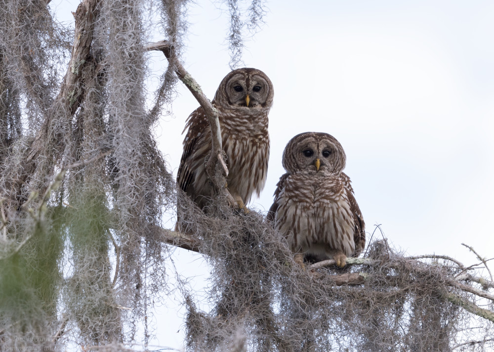 Barred Owl Couple Photography Art | Tom Ingram Photography