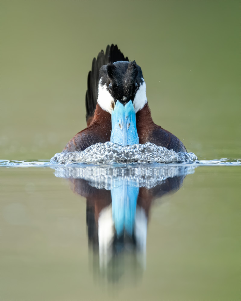Ruddy Duck Displaying Photography Art | Tom Ingram Photography