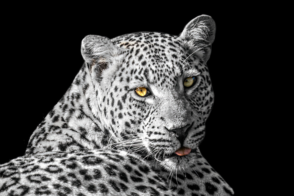 Leopard Relaxing 2 Photography Art | LeatherMark Productions